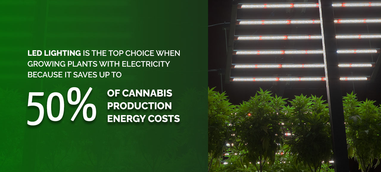 LED lighting is the top choice when growing plants with electricity